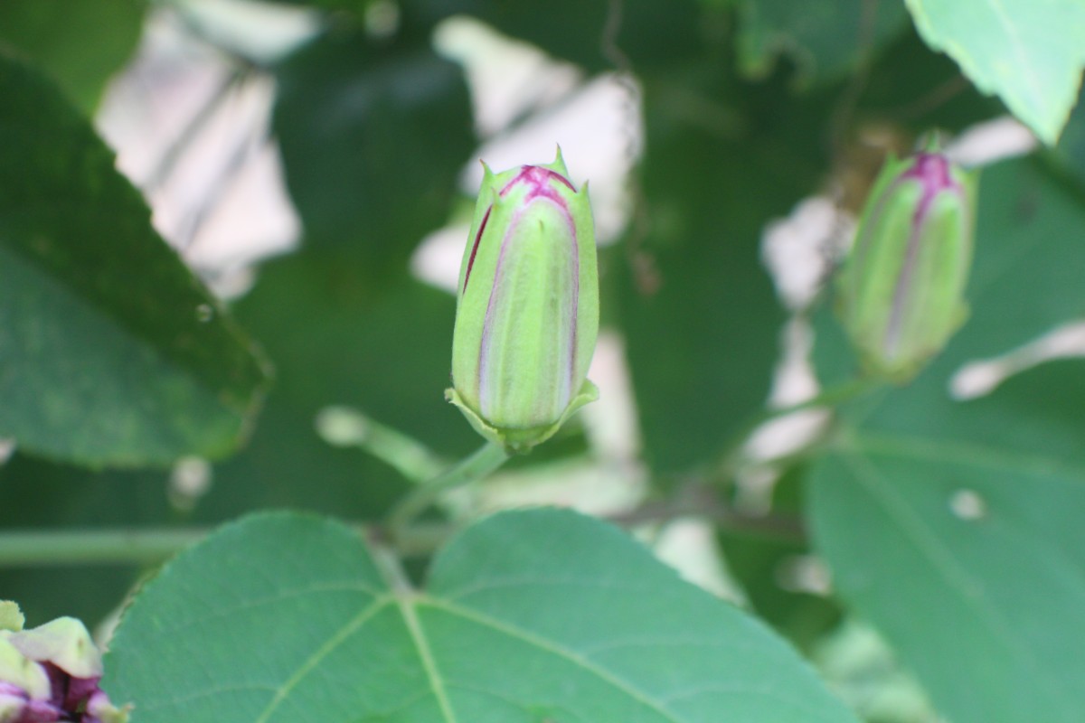 Passiflora 'Lady Margaret'